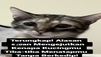 Terungkap! Alasan Mengejutkan Kenapa Kucingmu Tiba-tiba Menatapmu Tanpa Berkedip!